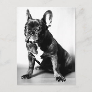 Französische Bulldogge Postcard