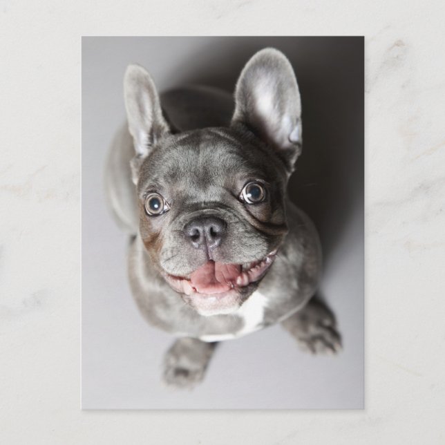 Französische Bulldogge Postcard (Front)