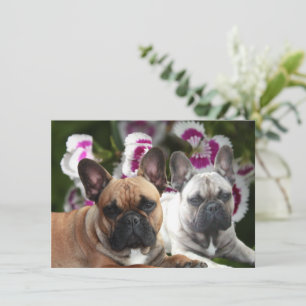Französische Bulldogge Postkarte Invitation