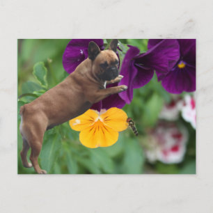 Französische Bulldogge Postkarte Postcard