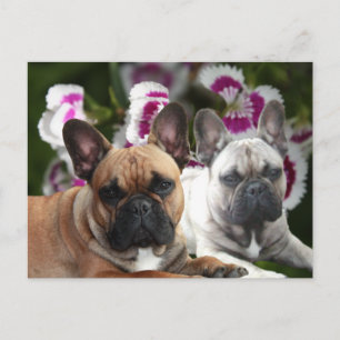 Französische Bulldogge Postkarte Postcard