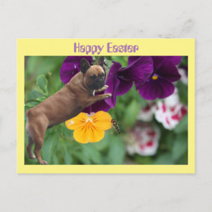 Französische Bulldogge Postkarte Postcard