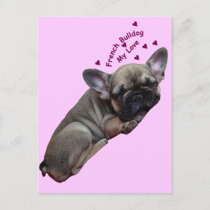 Französische Bulldogge Postkarte Postcard