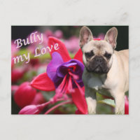 Französische Bulldogge Postkarte