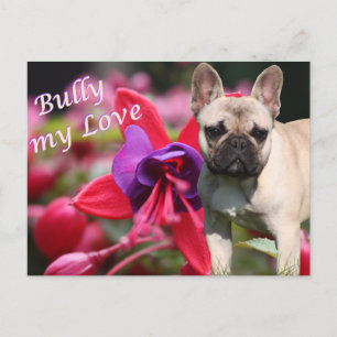 Französische Bulldogge Postkarte Postcard