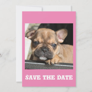 Französische Bulldogge Welpe Invitation