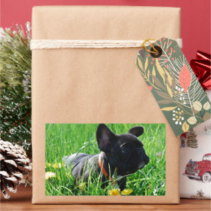 Französische Bulldoggen Aufkleber Rectangular Sticker