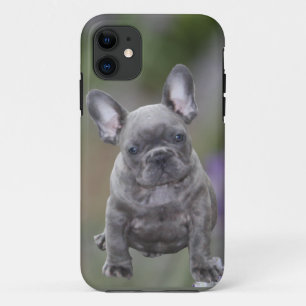 Französische Bulldoggen IPhone 11  Pad Hülle  Case-Mate iPhone Case