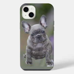 Französische Bulldoggen IPhone 14 Pad Hülle Plus Case