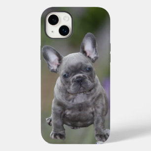 Französische Bulldoggen IPhone 14 Pad Hülle  Case-Mate iPhone 14 Plus Case