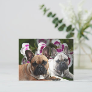 Französische Bulldoggen Postkarte Postcard