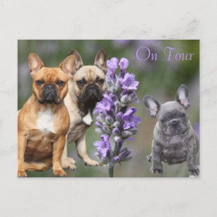 Französische Bulldoggen Postkarte Postcard