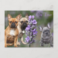 Französische Bulldoggen Postkarte