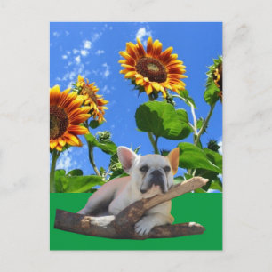 Französische Bulldoggen Postkarte Sonnenblume Postcard