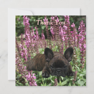 Französische Bulldoggen Postkarte Thank You Invitation