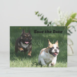 Französische Bulldoggen Save The Date