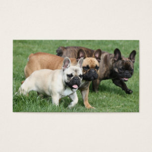 Französische Bulldoggen Visitenkarte