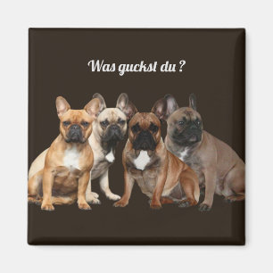Französische Bulldoggen Was guckst du, Magnet