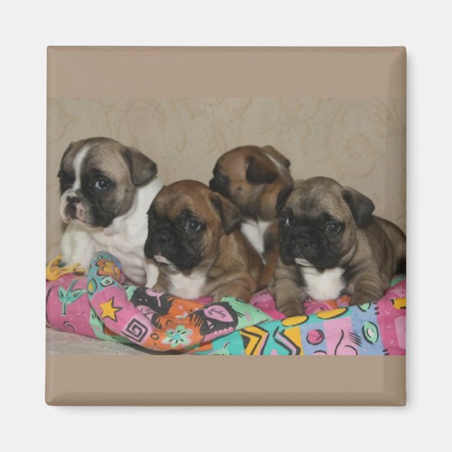 Französische Bulldoggen Welpen Magnet (Front)