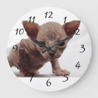 Freaky Cute Furless Sphynx Kitten