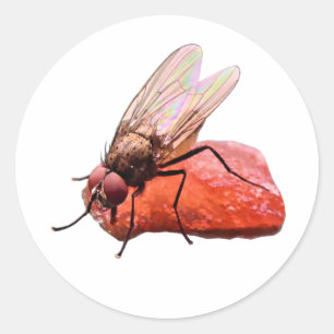 Freche Fliege saugt an einem Stück roter Melone Classic Round Sticker