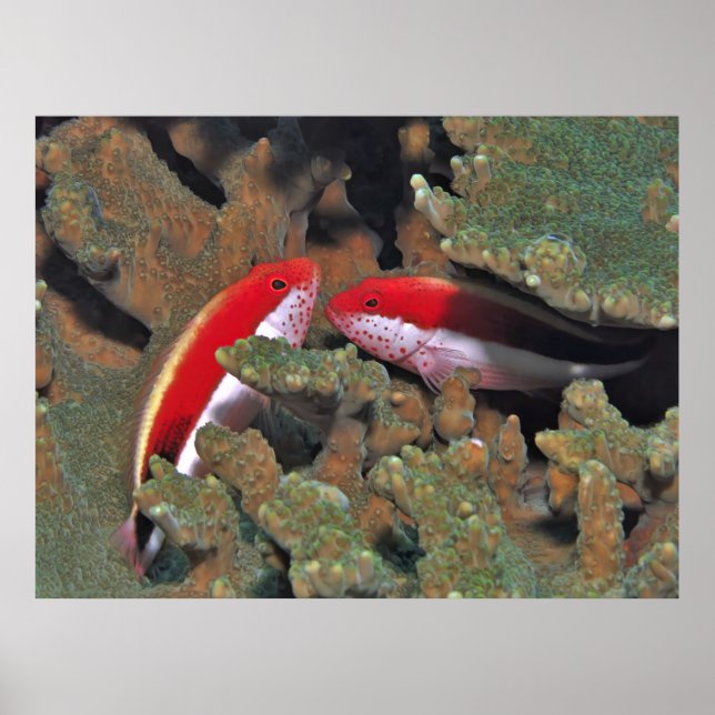 Freckled Hawkfish Pair Poster (Front)