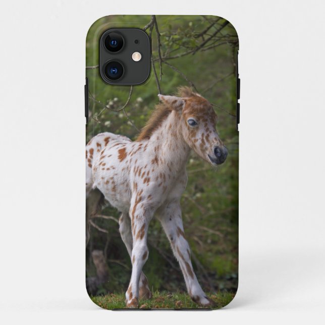 Freckles iPhone 5 Case (Back)