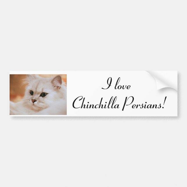Freddie ~ Chinchilla Persians Bumper Sticker (Front)