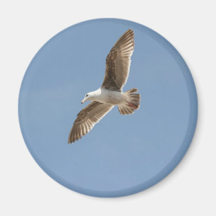 Free as a Bird (Flying Seagull) Magnet