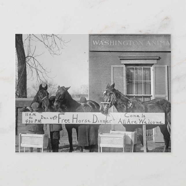 Free Dinner for Horses, 1923 Postcard (Front)