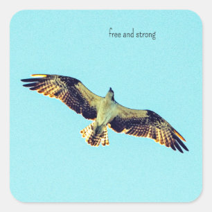 Free Osprey art Square Sticker