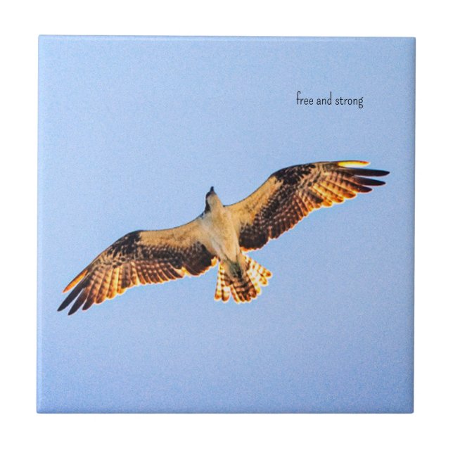 Free Osprey art Tile (Front)