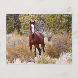 Free Rein Postcard