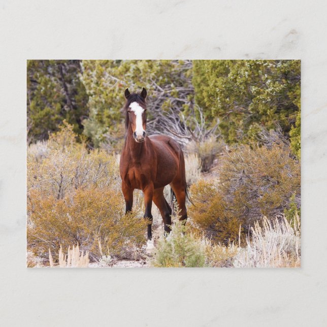 Free Rein Postcard (Front)