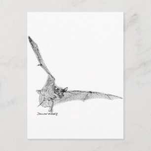 Free Tailed Bat Postcard