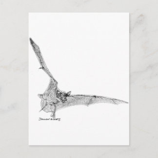 Free Tailed Bat Postcard