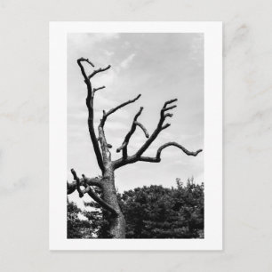 free tree postcard