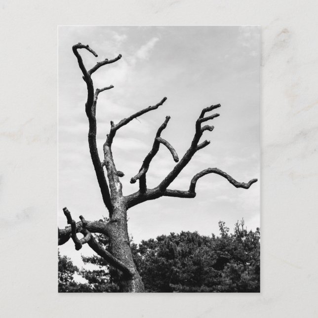 free tree postcard (Front)