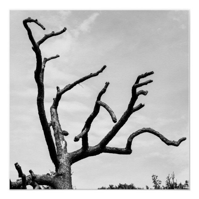 free tree poster (Front)
