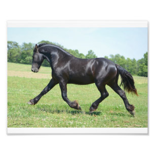 Freedom Friesian Stallion Photo Print