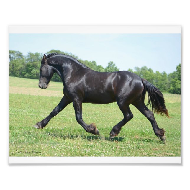 Freedom Friesian Stallion Photo Print (Front)