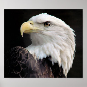 Freedom Poster