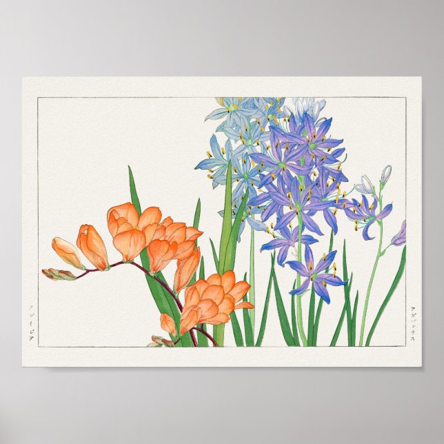 Freesia, African lily by Tanigami Konan Poster (Front)