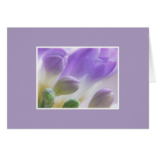 Freesia Buds