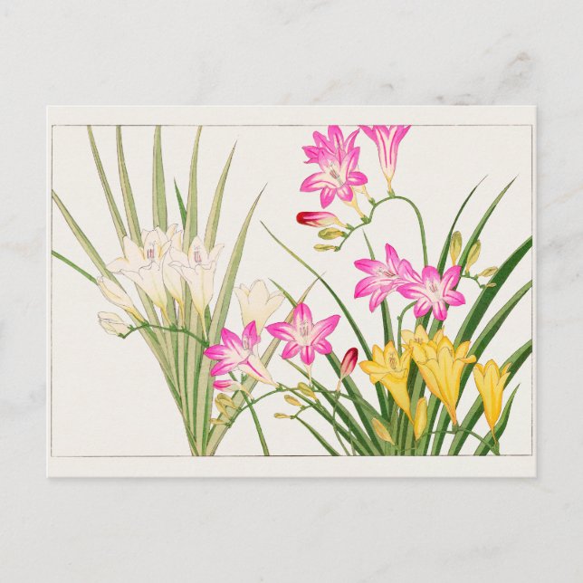 Freesia by Tanigami Konan Postcard (Front)