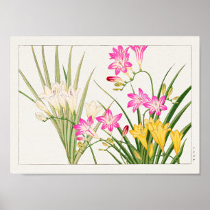 Freesia by Tanigami Konan Poster