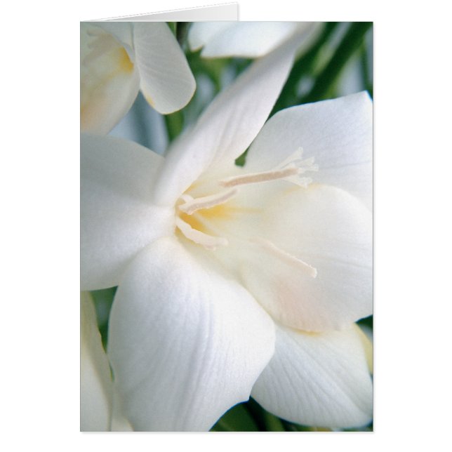 Freesia | White | (Front)