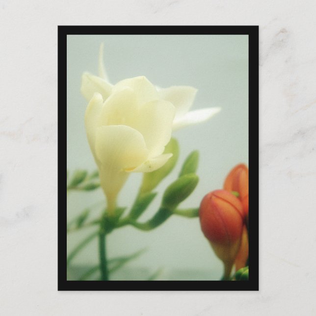 Freesias | postcard (Front)
