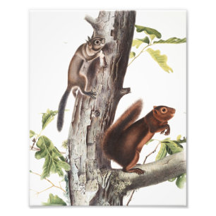 Fremont's Squirrel and Sooty Squirrel Illustration Photo Print