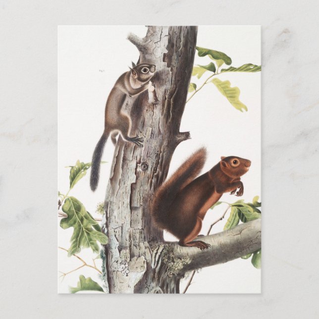 Fremont's Squirrel and Sooty Squirrel Illustration Postcard (Front)